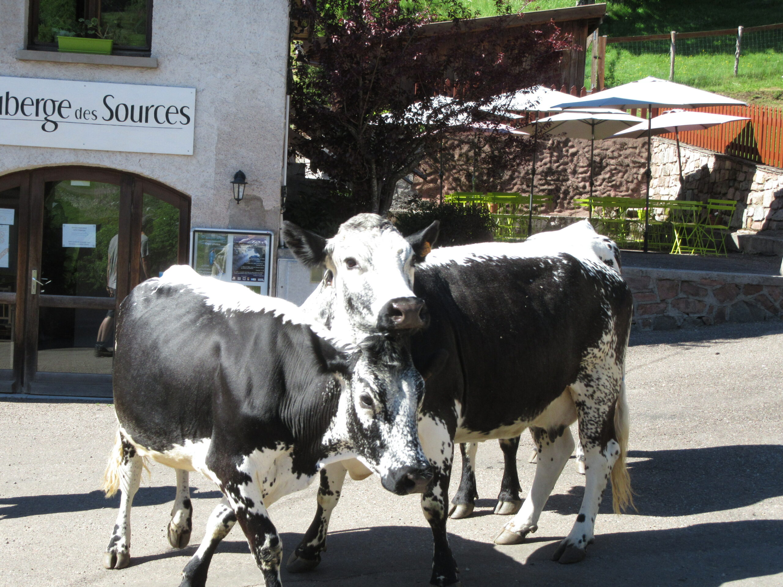 vache vosgienne place du village chateau lambert